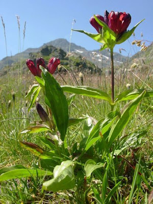 Genziana porporina Genziana porporina
