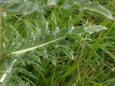 Carduus nutans L.