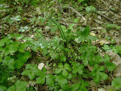 European sanicle