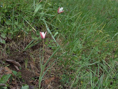 Lady tulip