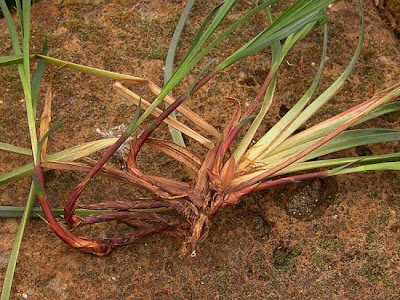 Carex acutiformis Ehrh.
