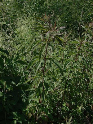 Hemp-agrimony Hemp-agrimony