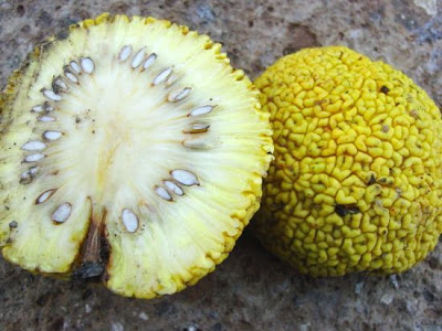 Maclura pomifera,
bois d'arc,
hedge-apple,
laranja-osage,
machura,
Maclura,
maclure &eacute;pineux,
madera de arco,
naranjo de los osages,
oranger des osages,
osage orange,
osage-orange,
Osagedorn,
osageorange,
pau-d'''arco