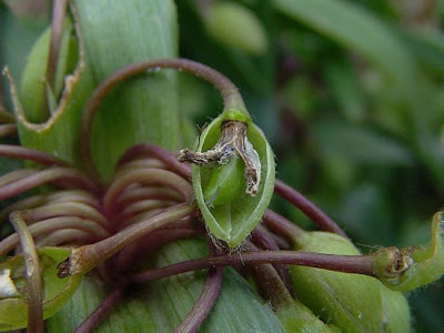 Erba miseria