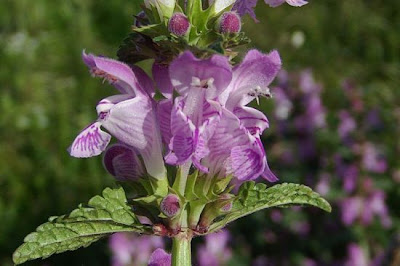 Lamium garganicum L.