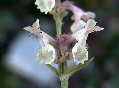 Nepeta nepetella L.