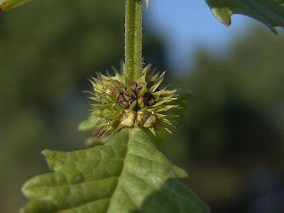 Leonurus marrubiastrum L.