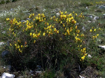 Citiso spinoso Citiso spinoso
