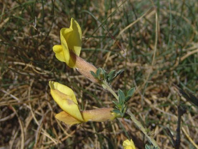 Citiso spinoso Citiso spinoso