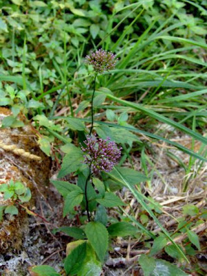 Trachelium caeruleum L.