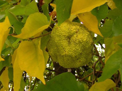 Maclura pomifera,
bois d'arc,
hedge-apple,
laranja-osage,
machura,
Maclura,
maclure &eacute;pineux,
madera de arco,
naranjo de los osages,
oranger des osages,
osage orange,
osage-orange,
Osagedorn,
osageorange,
pau-d'''arco