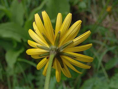 Aposeris foetida (L.) Less.