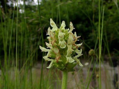 Betonica bianca Betonica bianca