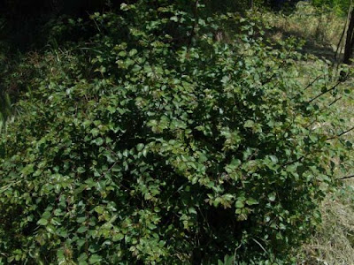 Paliurus spina-christi,
Cappellini,
Christ's-thorn,
Jerusalem Thorn,
Jeruselem thorn,
Marruca,
paliurus,
Soldini,
Spino-gatto