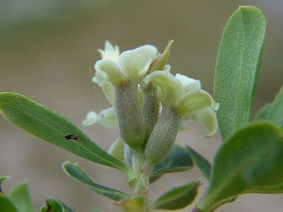 Dafne spatolata Dafne spatolata