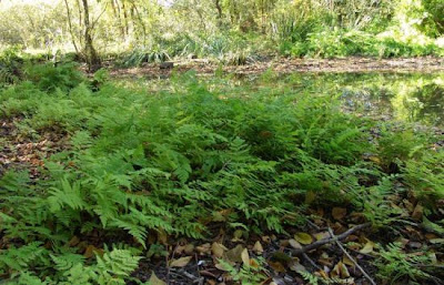 Marsh fern Marsh fern