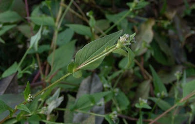 Nepal Persicaria