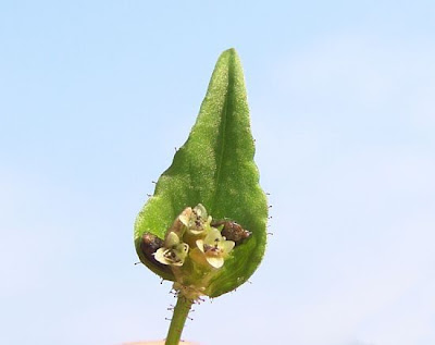 Nepal Persicaria