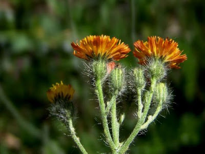 Fox-and-cubs