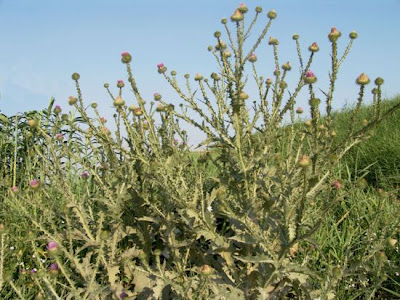 Cardo-espinhoso Cardo-espinhoso