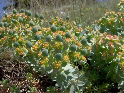 Euforbia mirsinite Euforbia mirsinite