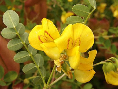 Bladder-senna Bladder-senna