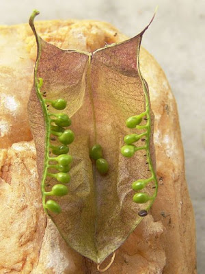 Bladder-senna Bladder-senna