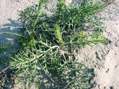 Echinophora spinosa,
Echinophora,
Finocchio litorale spinoso