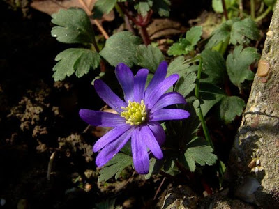 Anemone dell'Appennino Anemone dell'Appennino