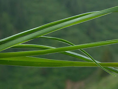 Bearded Viper's Grass Bearded Viper's Grass