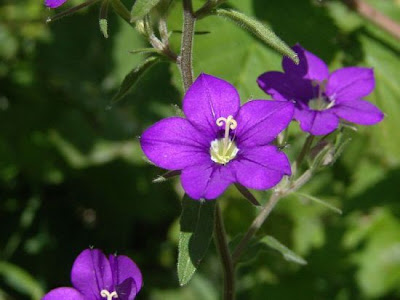 Legousia speculum-veneris (L.) Chaix
