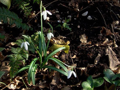Galanthus nivalis L.