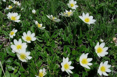Alaskan mountain-avens Alaskan mountain-avens