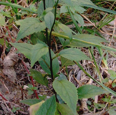 Trachelium caeruleum L.