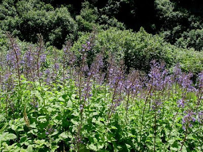 Lactuca alpina,
Alpen-Milchlattich,
Cicerbita violetta,
mountain sow thistle,
tall blue-lettuce