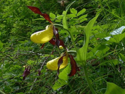 Yellow Lady's Slipper
