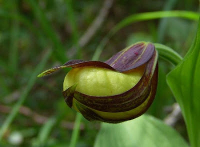 Yellow Lady's Slipper