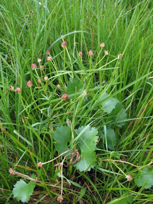 Goldilocks Buttercup Goldilocks Buttercup