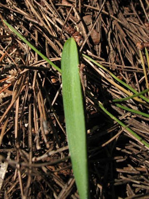 Dark Grape Hyacinth
