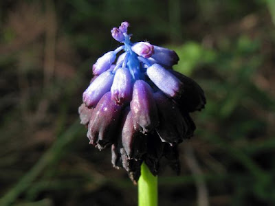 Dark Grape Hyacinth