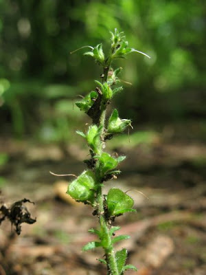 Gypsyweed