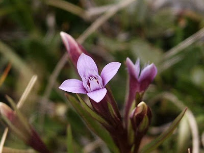 Genzianella napoletana