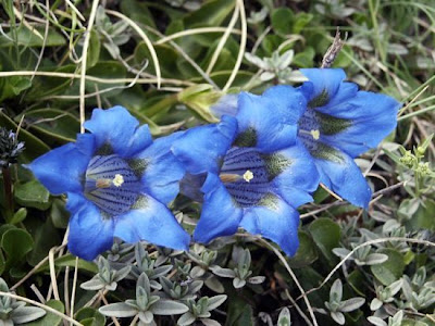Genziana appenninica Genziana appenninica