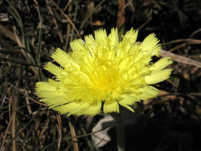 Mouse-ear hawkweed Mouse-ear hawkweed