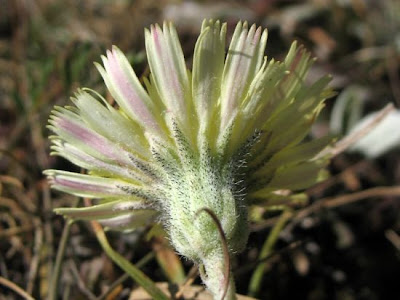 Mouse-ear hawkweed Mouse-ear hawkweed