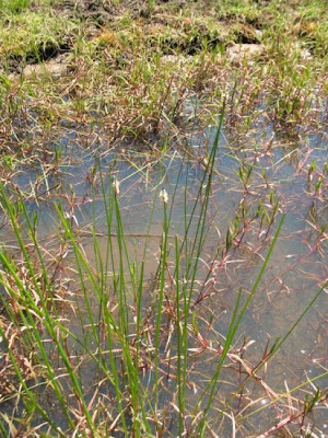 Eleocharis palustris (L.) R. et S.