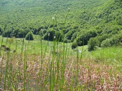 Eleocharis palustris (L.) R. et S.