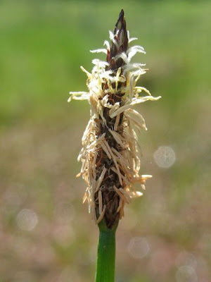 Eleocharis palustris (L.) R. et S.
