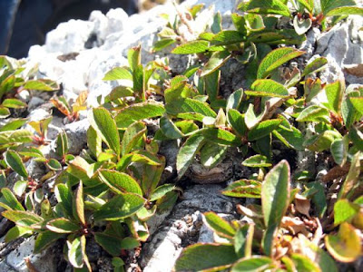 Dwarf Buckthorn Dwarf Buckthorn