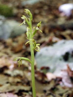 Coralloriza Coralloriza